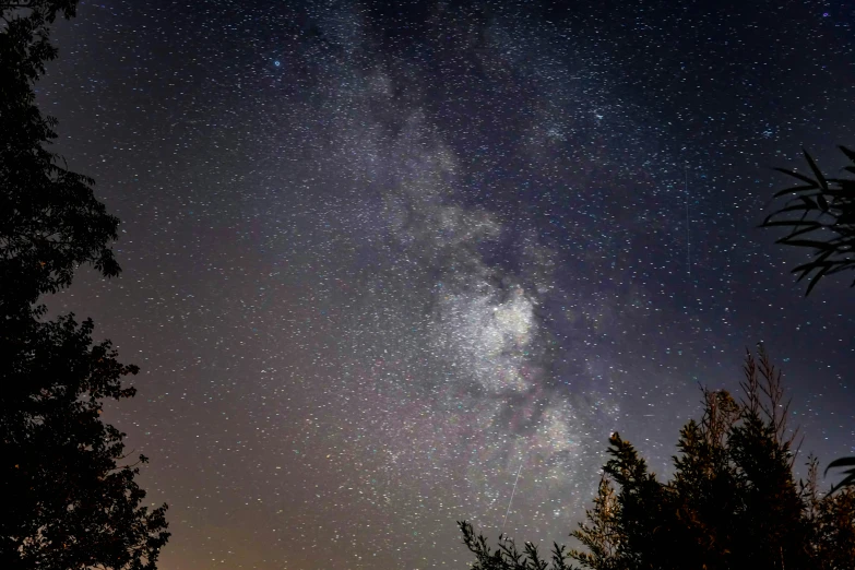 some trees and the sky with stars all over