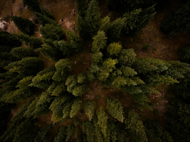 aerial view of an evergreen forest on an overcast day