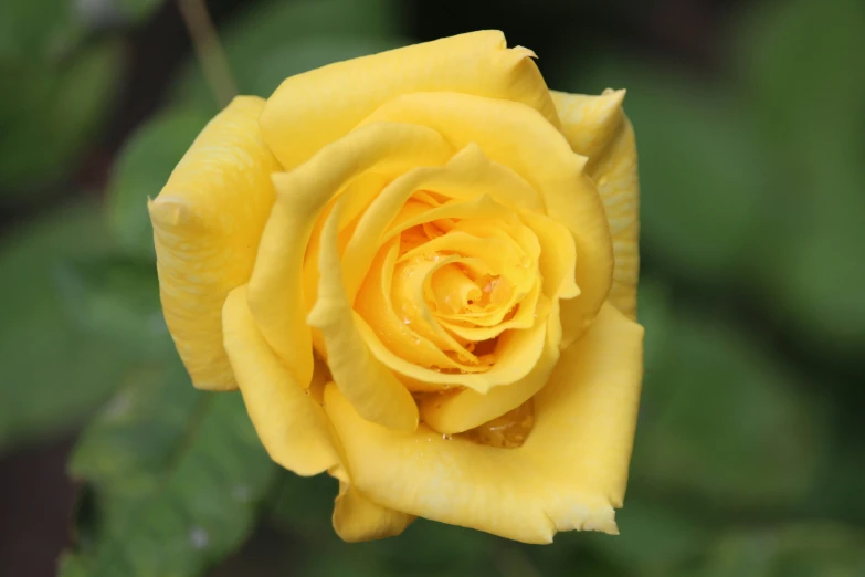 a yellow rose with water droplets on the petals