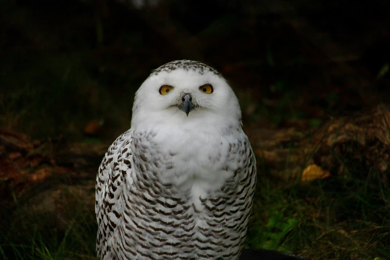 an owl is sitting in the dark with its head turned