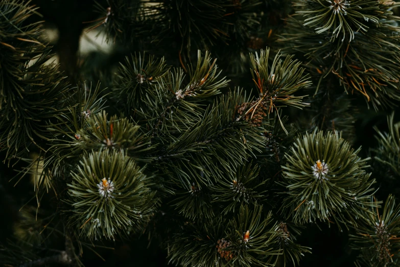 this po shows the pine needles and the needles that are still on the tree