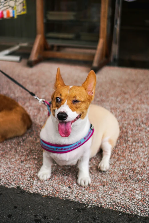 a dog is wearing a red and blue leash