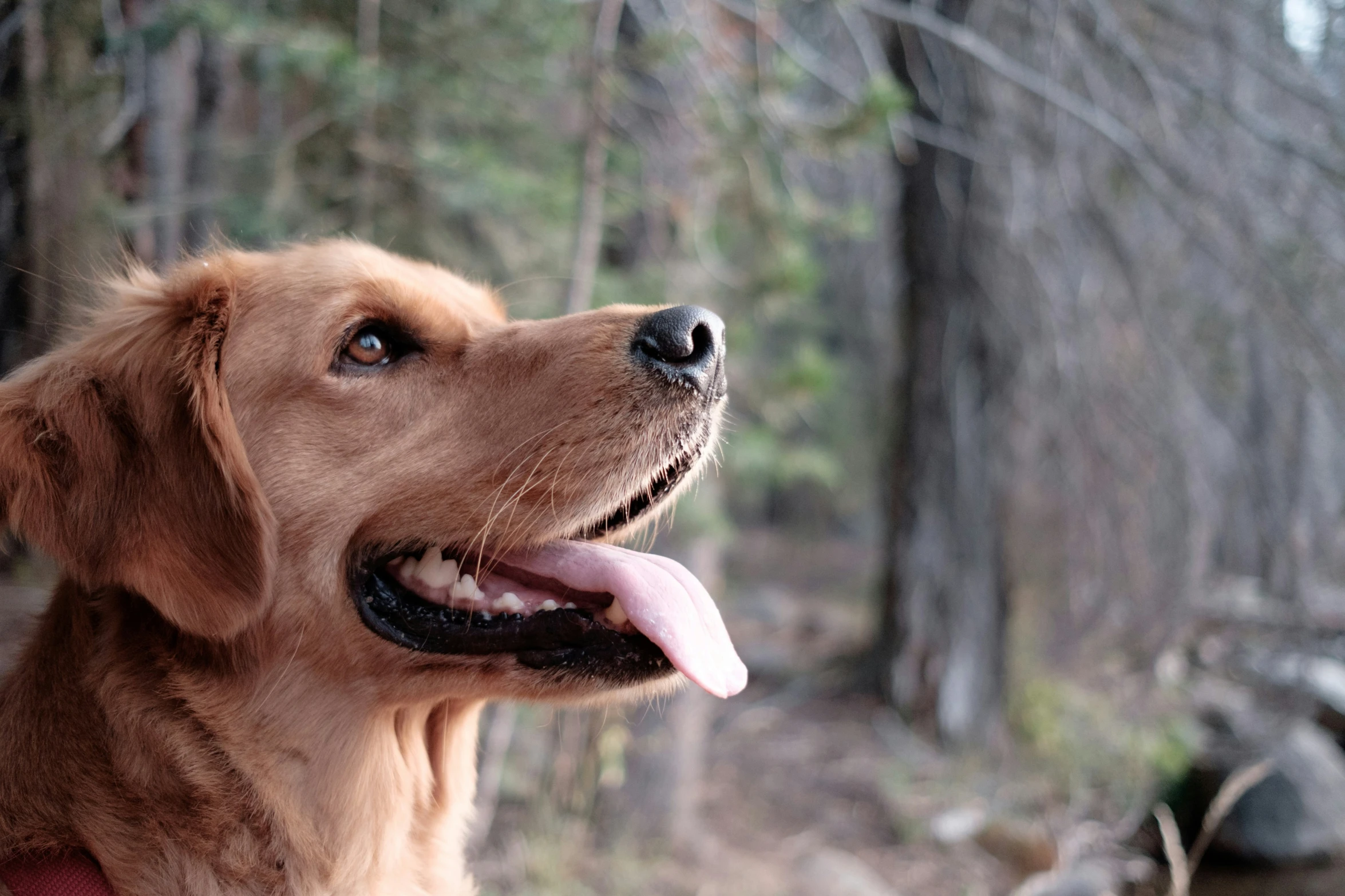 a brown dog panting by some trees