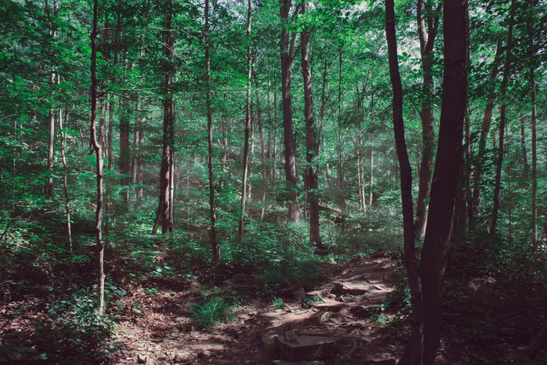 trees, dirt and other greenery in the woods