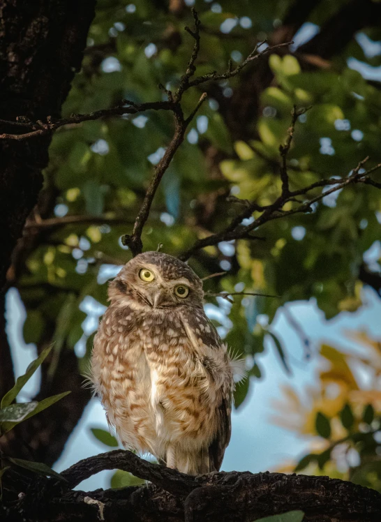 an owl sitting on a nch of a tree