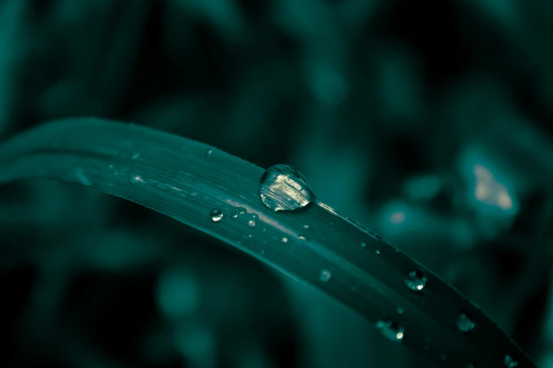 a green background with drops of dew from a plant