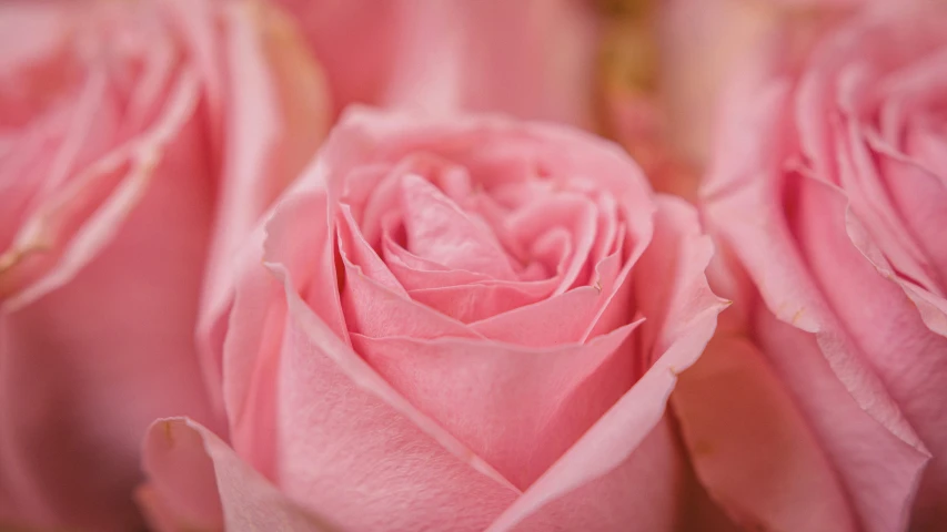 the pink roses are all in one close up s