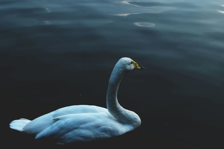 a swan swimming in a body of water