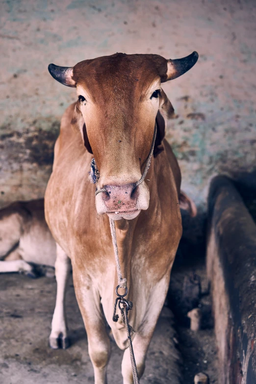 an animal standing in an enclosure with its tongue out