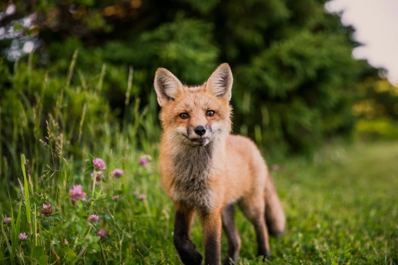 the small fox is standing in the grass