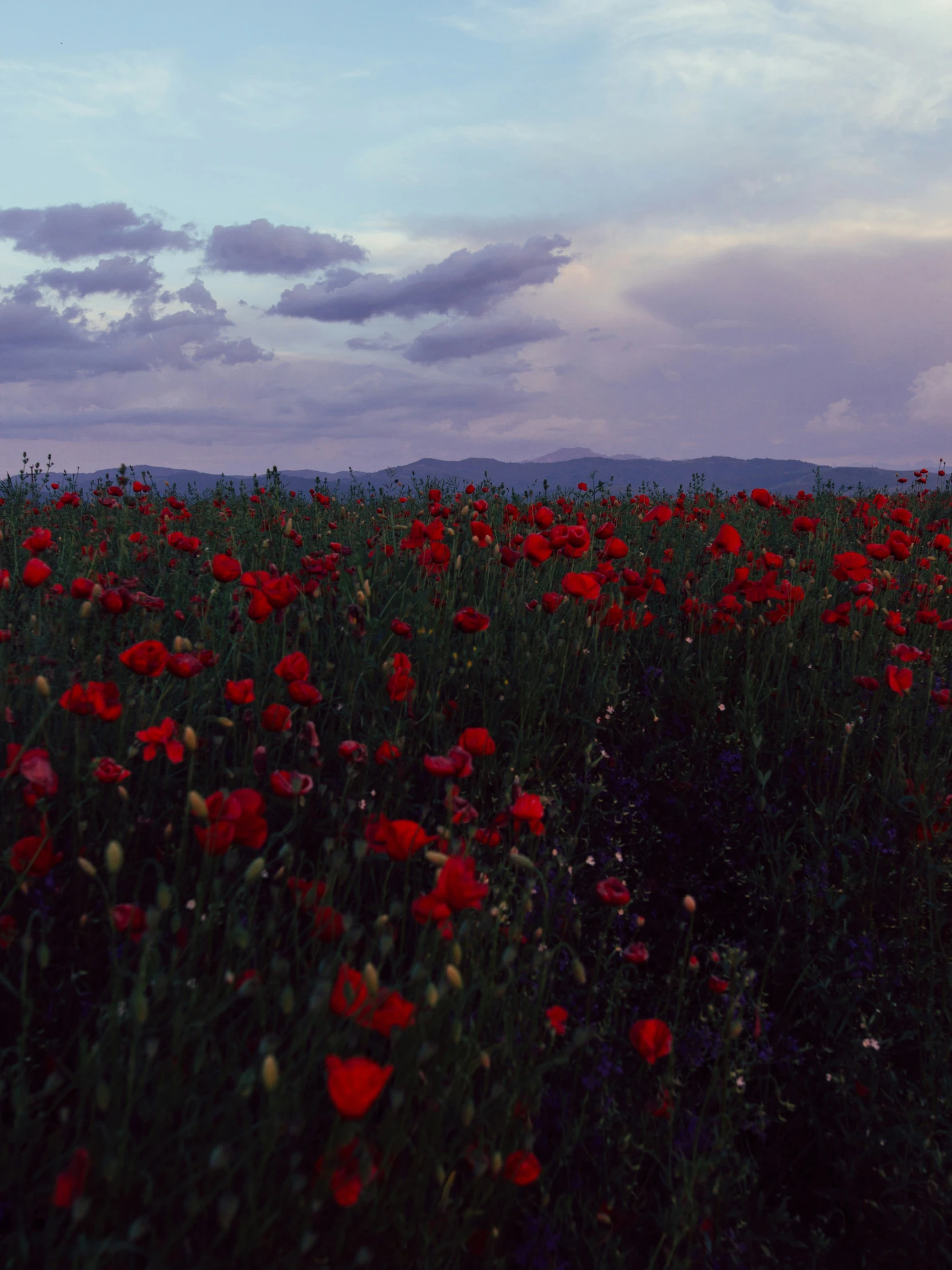 large group of flowers in open field on cloudy day