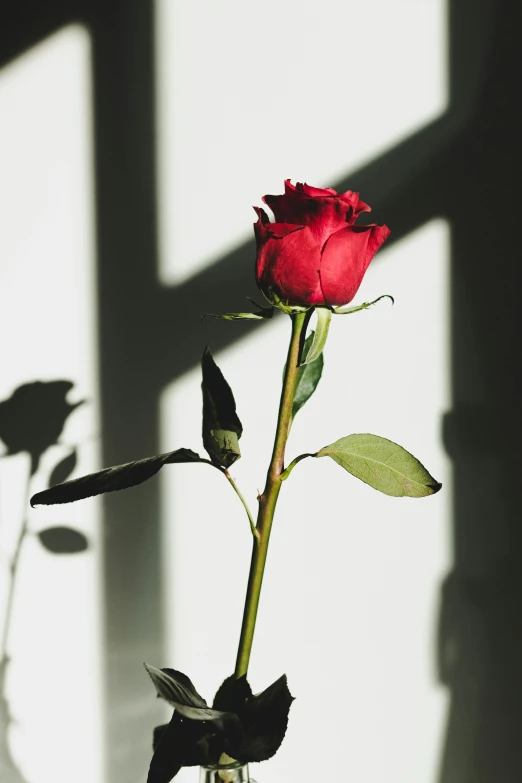 a rose is in a small, skinny vase