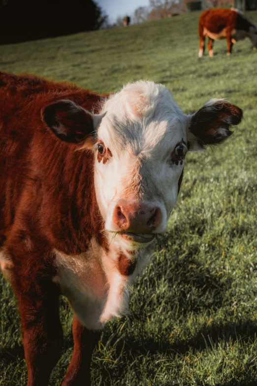 a cow eating grass in an open field