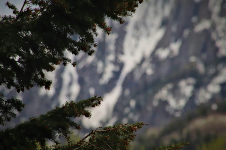 a view of the snow capped mountains through the nches of a tree