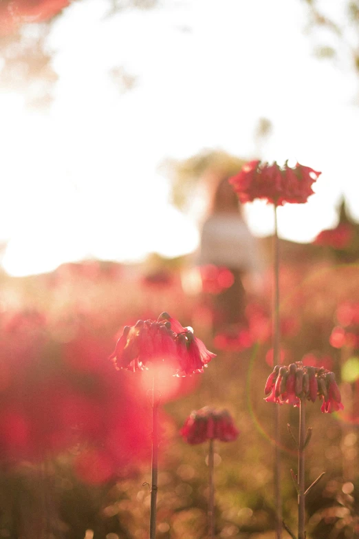 a person stands on the ground by some pink flowers