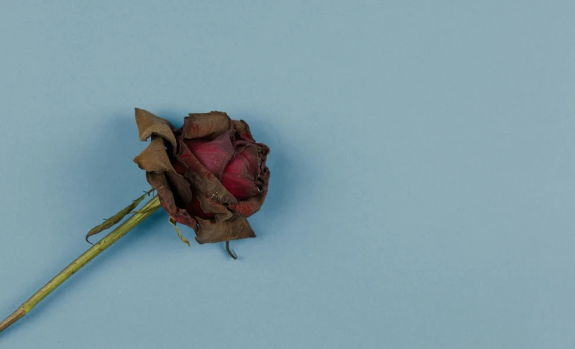 a dead flower laying on a blue surface