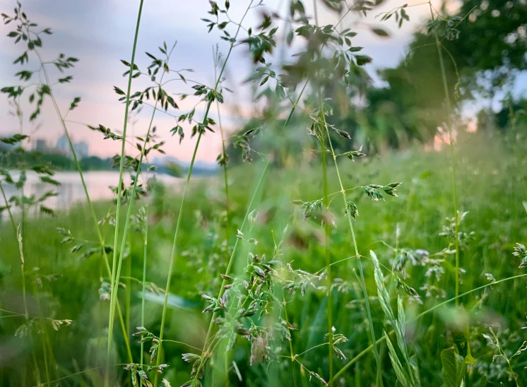 green weeds are growing in the middle of a grassy area