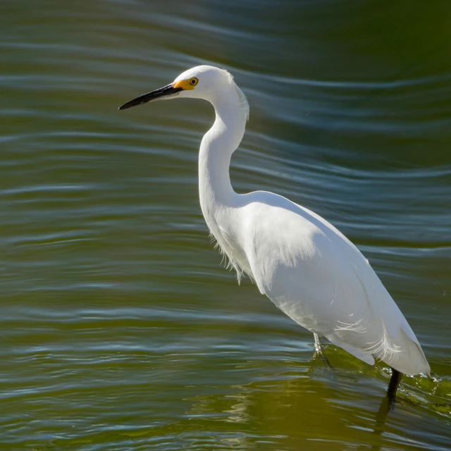 a large white bird wading in the water