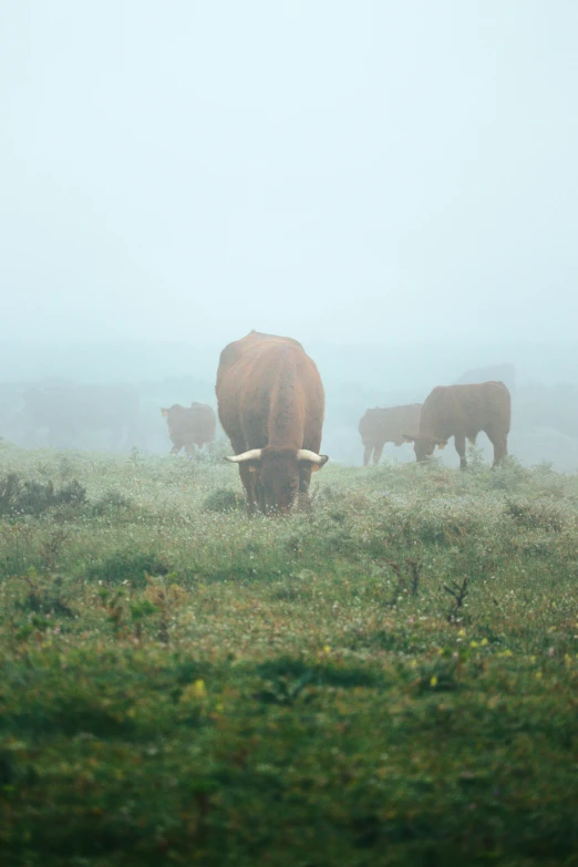 a long horn bull grazes in a field