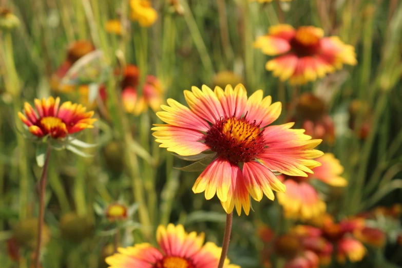 some very pretty yellow and pink flowers in the grass