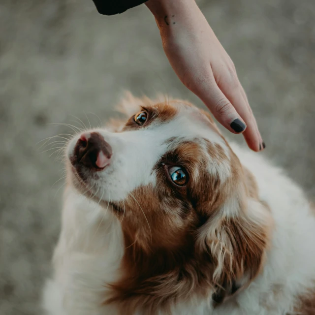 a hand touching a brown and white dog's nose