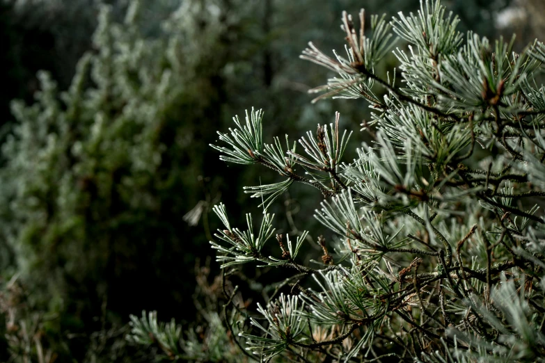 pine tree nches are seen with some blurry trees in the background