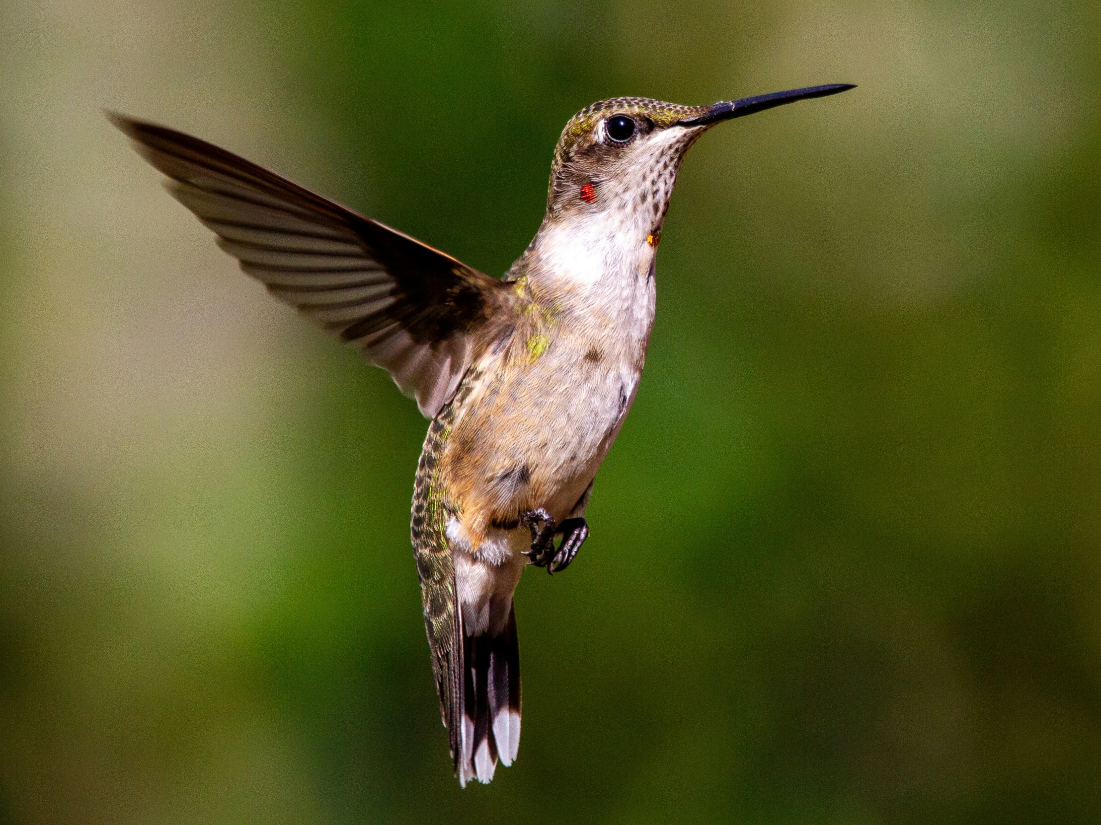 a hummingbird that is looking at the camera