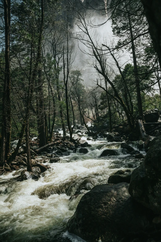 a small river running through a lush green forest