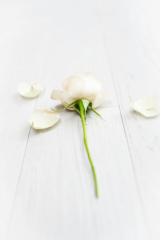 white flower petals laying on the white floor