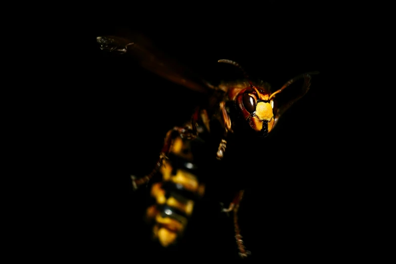 a bee is flying in the dark with the light reflecting off it's head