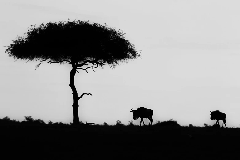 two animals that are standing in the grass