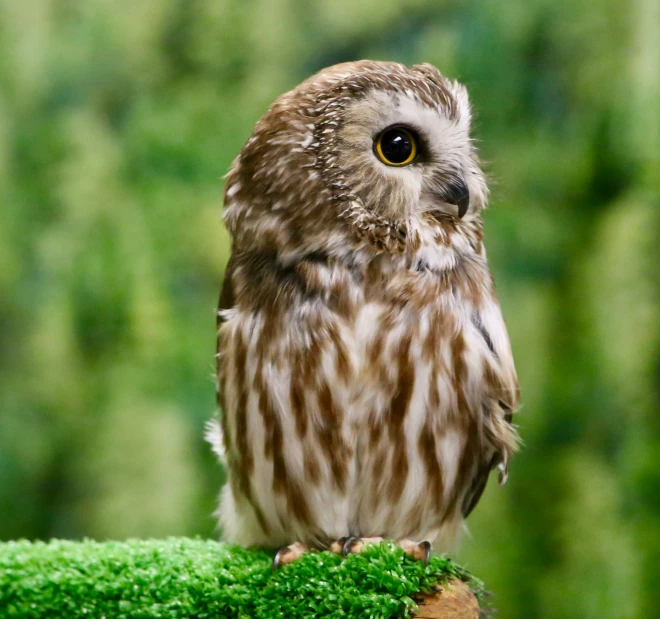 the owl is sitting on the grass outside