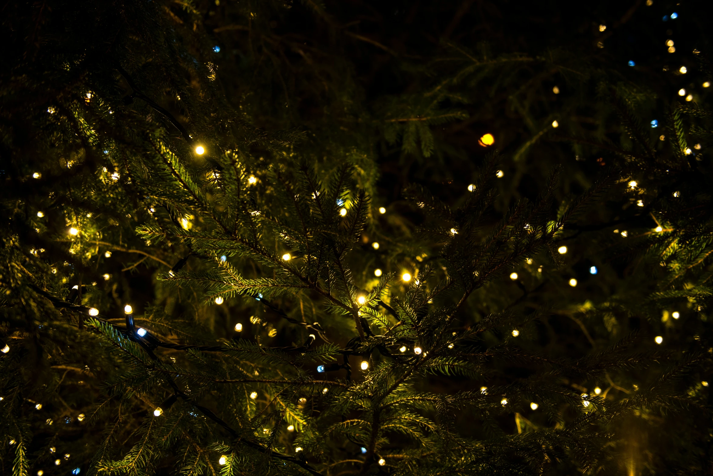 lights decorate the tops of trees at night