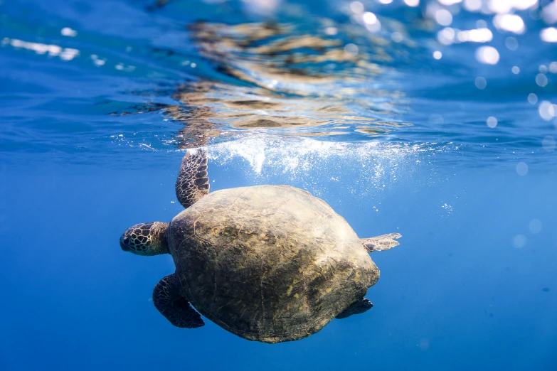 a turtle swimming in the ocean with bubbles over its head