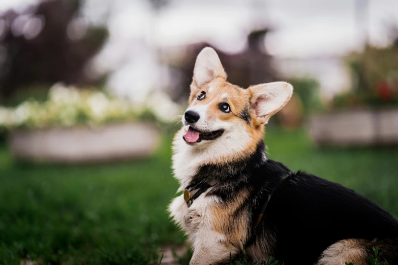 the dog is happy about his new home