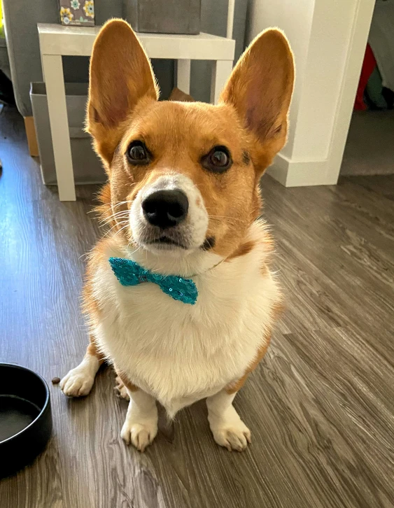 a small dog wearing a bowtie sits on the floor