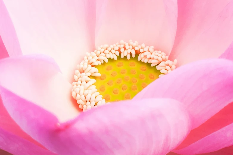 there is a close up picture of a large flower