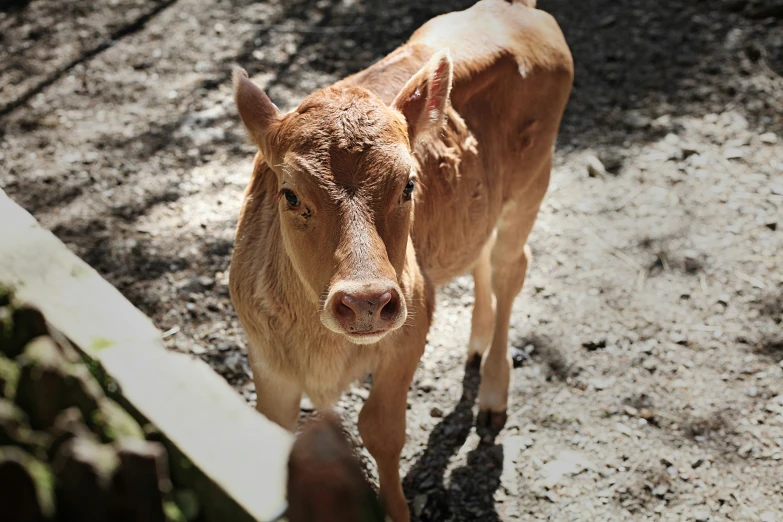 this is a small brown cow walking on dirt