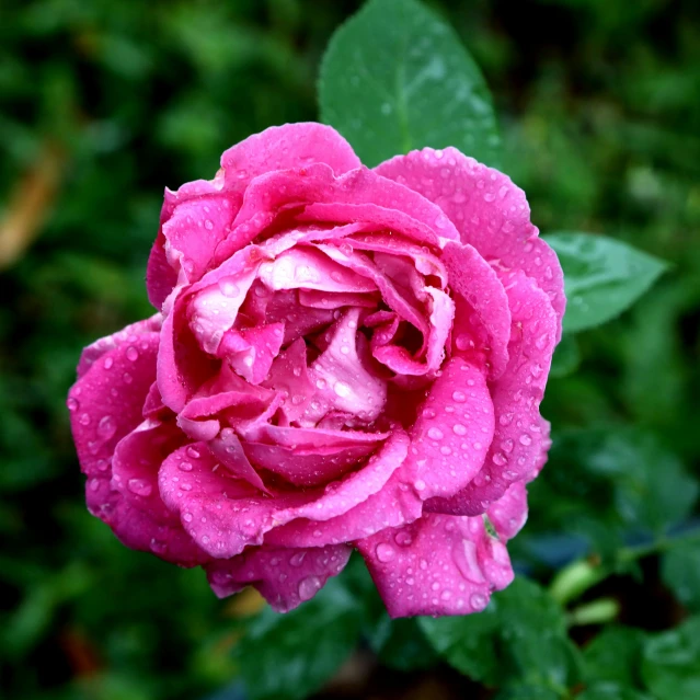 a pink rose with rain drops in the petals