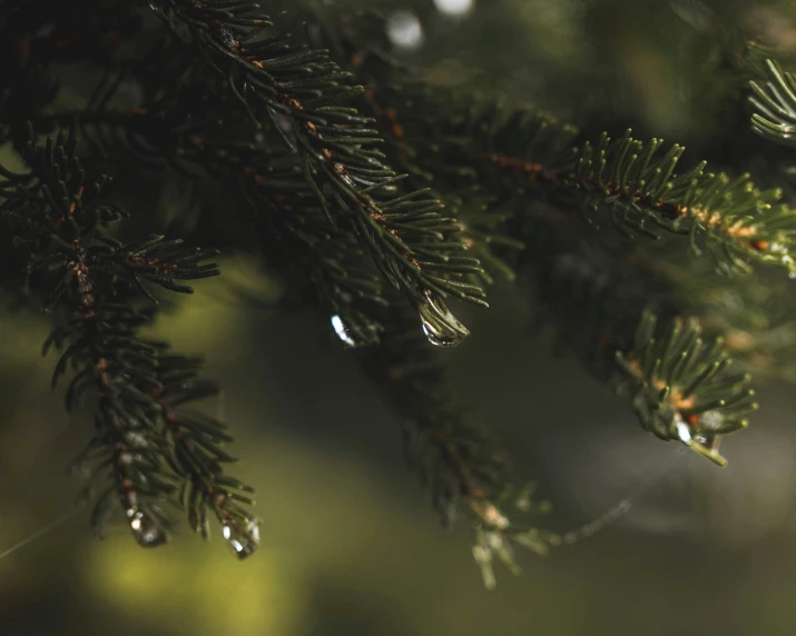 a close - up of an evergreen tree nch with water drops