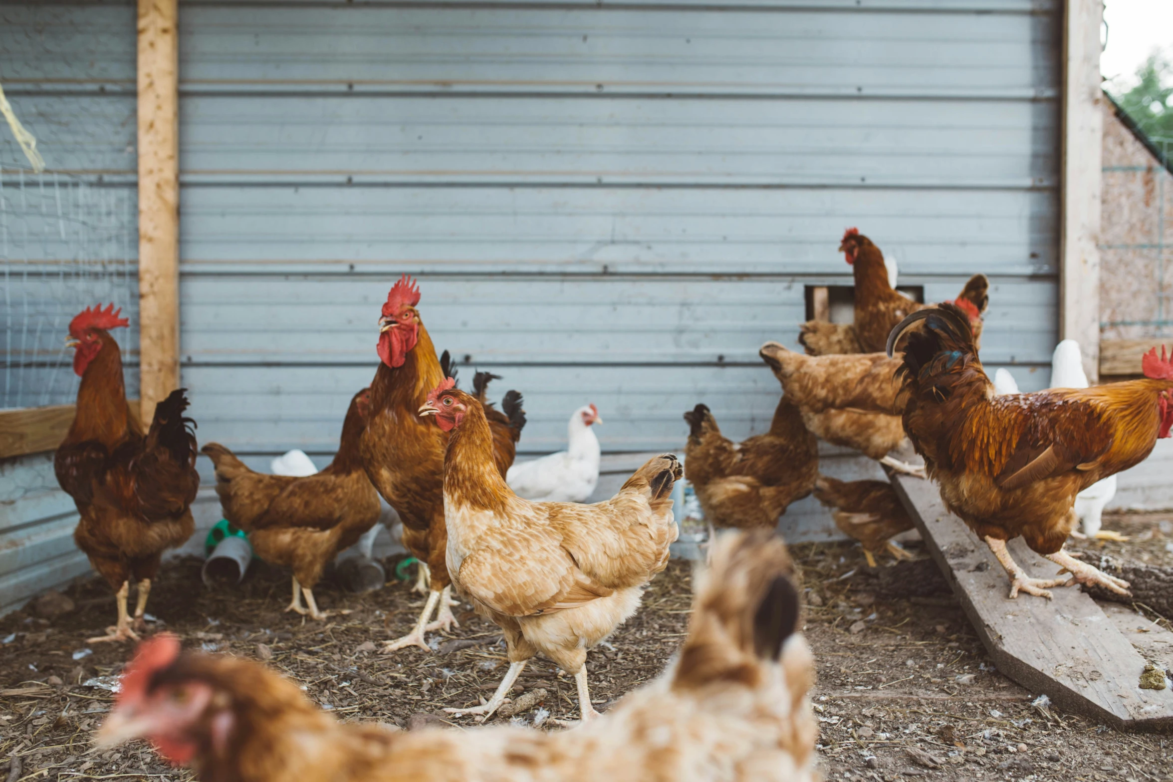 a group of chickens standing around each other