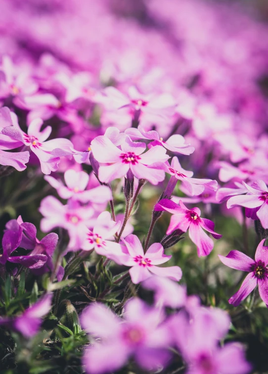 purple flowers blooming in a field on the ground