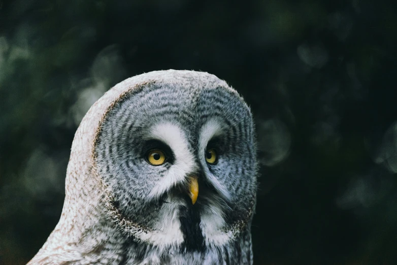 a very large grey and white owl on a field