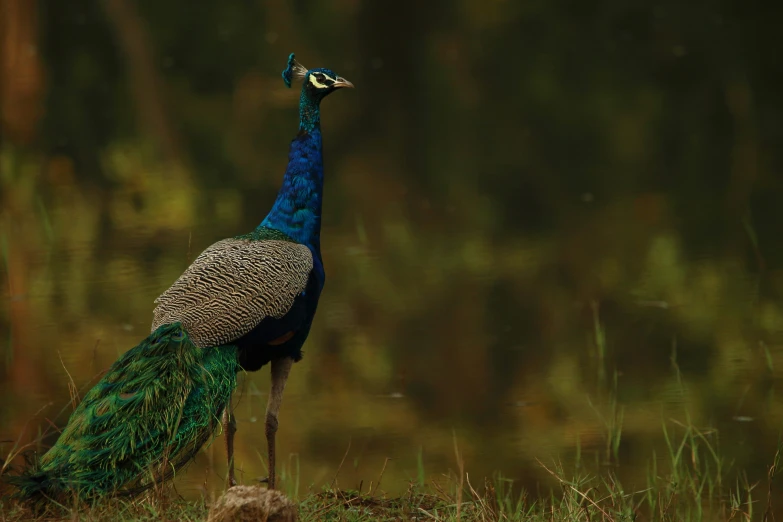 a peacock with feathers spread in the grass