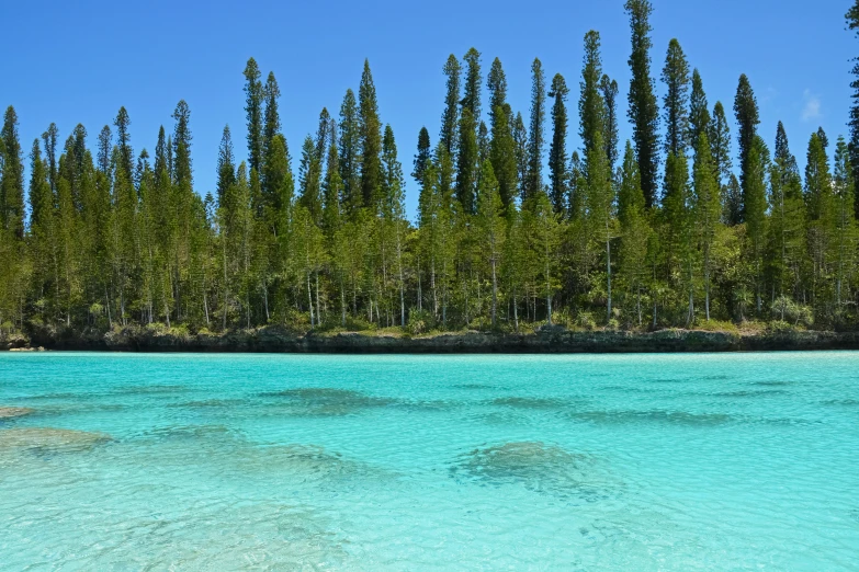 an image of clear water and trees near the shore