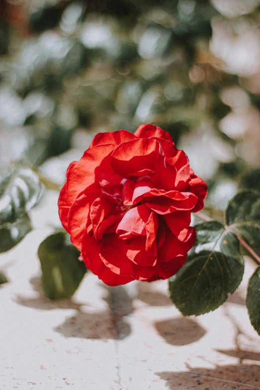 a single red flower sitting next to leaves