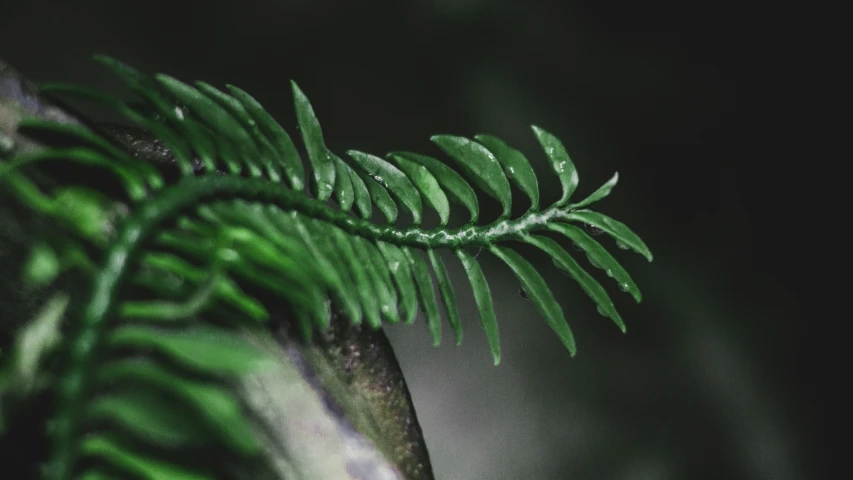 a green tree leaf next to some dark wall