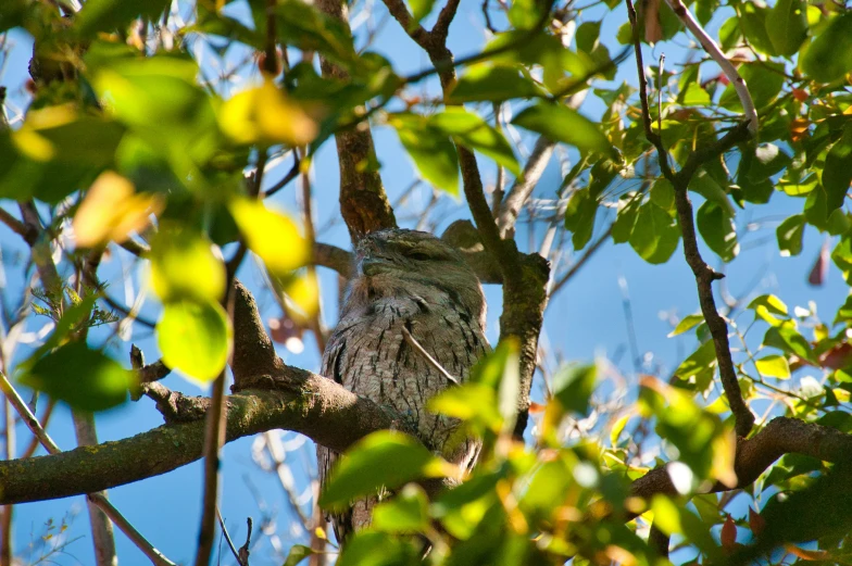 an owl in the nches of a tree