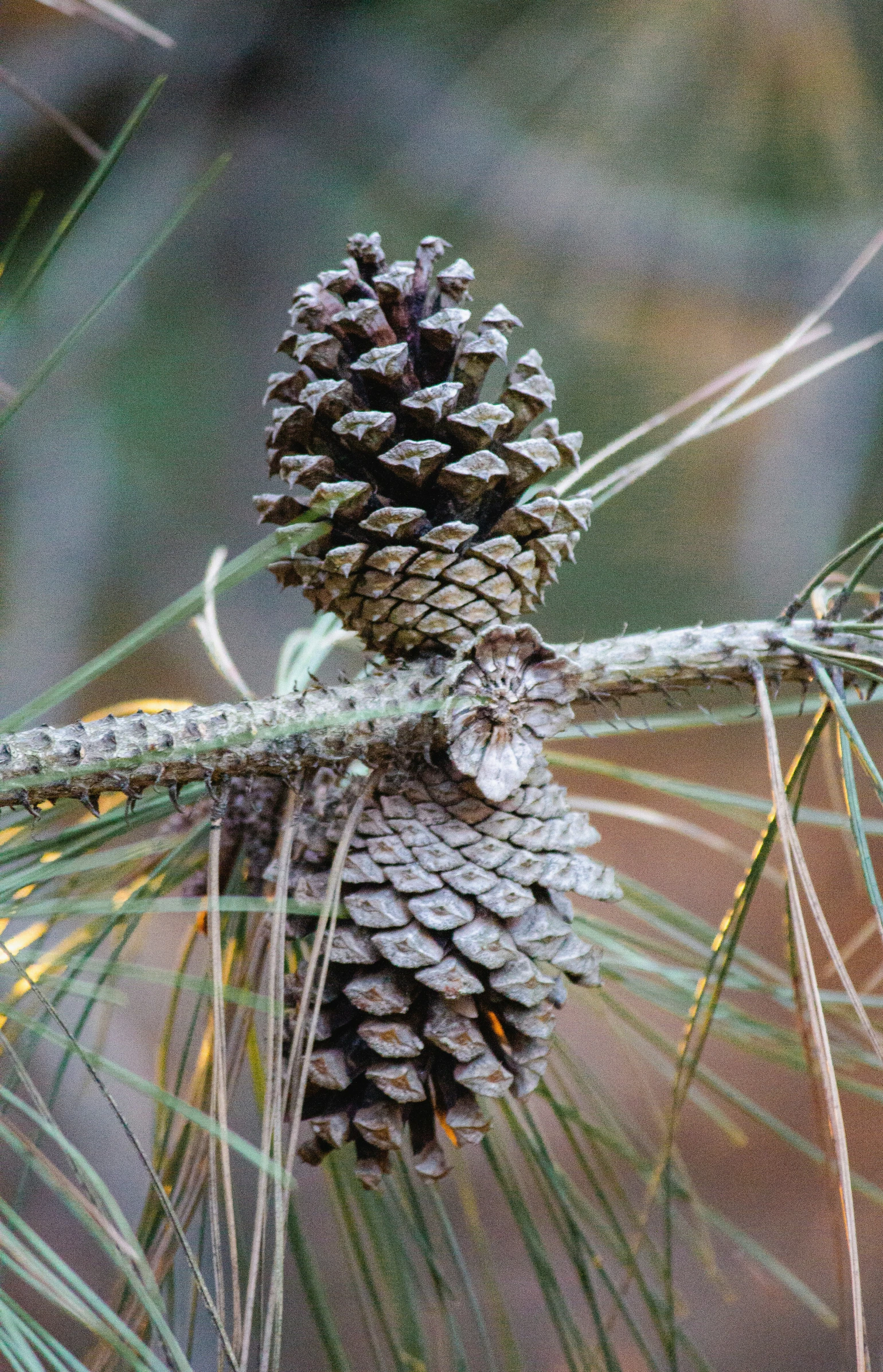 a pine cone sitting on top of a tree