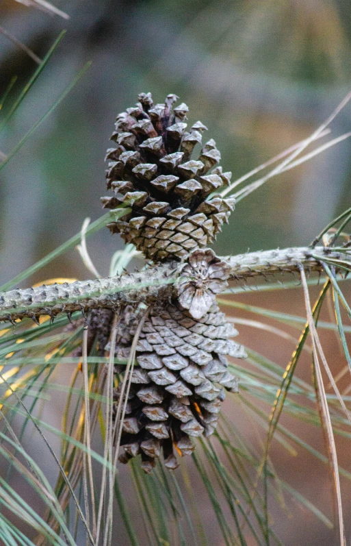 a pine cone sitting on top of a tree